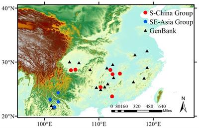 New insights into the genetic structure of the outbreak-prone bamboo grasshoppers